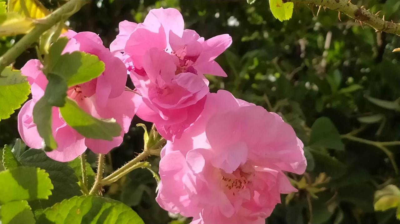 Les Jardins Du M'Goun Panzió Kelaat-M'Gouna Kültér fotó