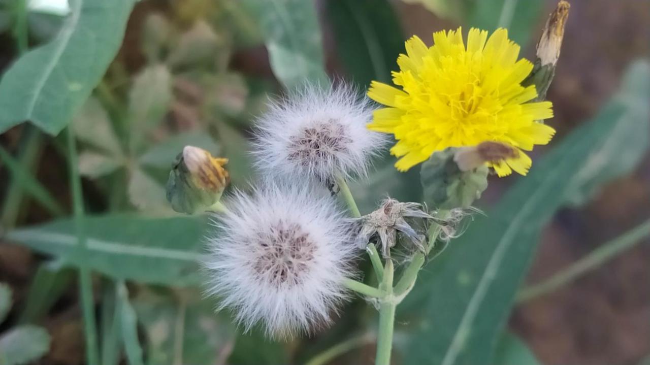 Les Jardins Du M'Goun Panzió Kelaat-M'Gouna Kültér fotó
