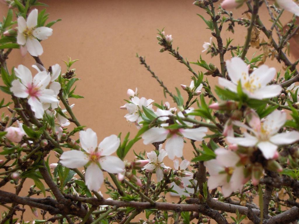Les Jardins Du M'Goun Panzió Kelaat-M'Gouna Kültér fotó